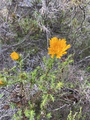Oedera capensis