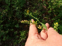 Solidago arguta boottii