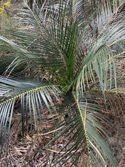 Macrozamia serpentina