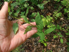 Solidago arguta boottii