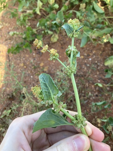 Image of Rumex hypogaeus by (c) Thomas Mesaglio, some rights reserved (CC BY)