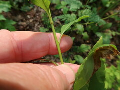 Solidago arguta boottii