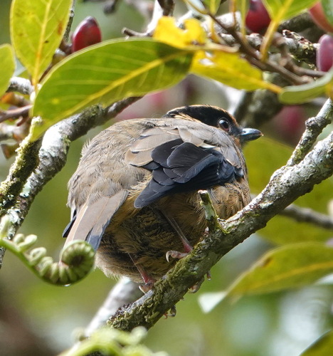 Fruithunter (Chlamydochaera jefferyi), photo 6