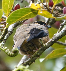 Chlamydochaera jefferyi