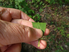 Solidago arguta boottii