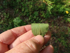 Solidago arguta boottii