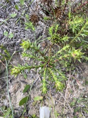 Oedera capensis
