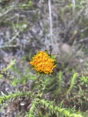 Oedera capensis