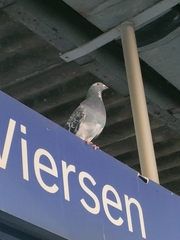 Columba livia domestica