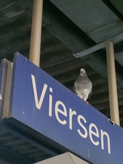 Columba livia domestica
