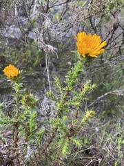 Oedera capensis