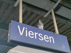 Columba livia domestica