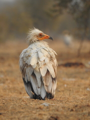 Neophron percnopterus