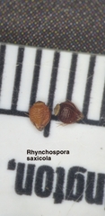 Rhynchospora saxicola