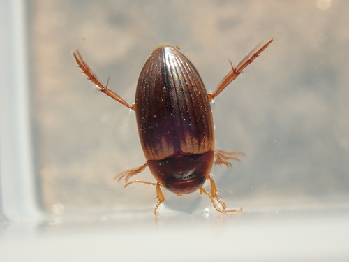 Copelatus kammuriensis · iNaturalist