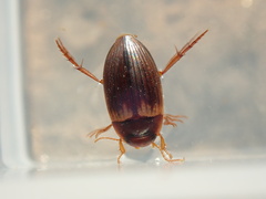 Copelatus kammuriensis