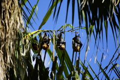 Pteropus niger