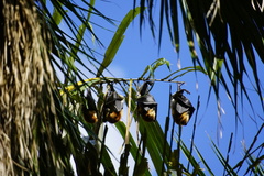 Pteropus niger