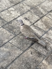 Streptopelia decaocto