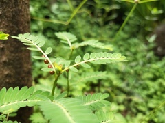 Phyllanthus urinaria