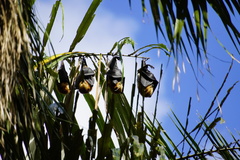 Pteropus niger
