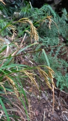 Carex lancea