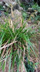 Carex lancea