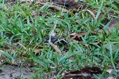 Hemicentetes semispinosus