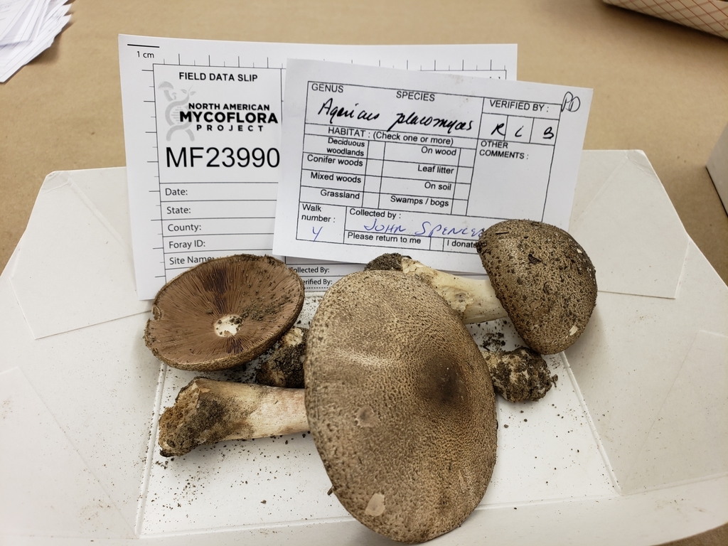 Agaricus kriegeri
