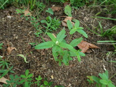 Croton glandulosus septentrionalis