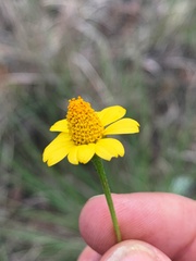 Acmella grandiflora