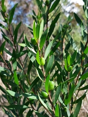 Persoonia lanceolata