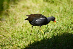 Gallinula chloropus pyrrhorrhoa
