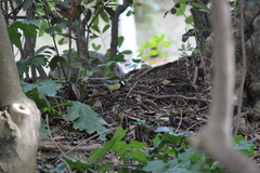Parus major