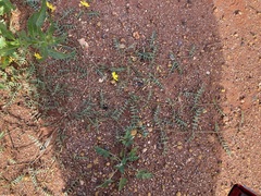 Tribulus forrestii