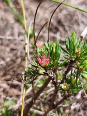 Darwinia diminuta