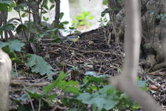 Parus major