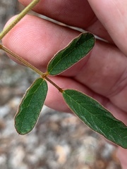 Desmodium varians