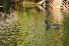 Gallinula chloropus pyrrhorrhoa