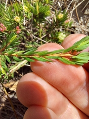Darwinia diminuta