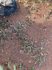 Tribulus occidentalis