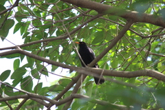 Turdus merula