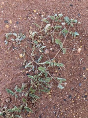 Tribulus occidentalis