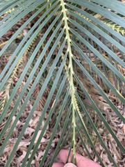 Macrozamia serpentina