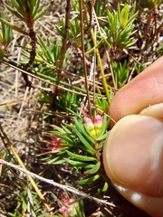 Darwinia diminuta