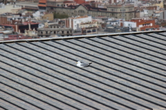 Larus michahellis