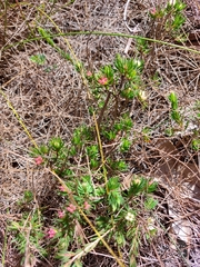Darwinia diminuta