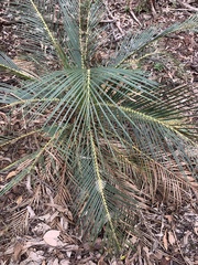 Macrozamia serpentina
