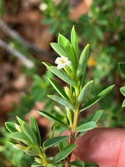 Pimelea leptospermoides