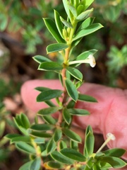 Pimelea leptospermoides